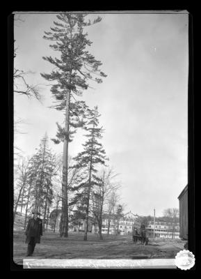 Large White Pine tree at Paul Smith's, N.Y.