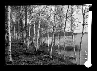 Forest on the shore of Saranac Lake