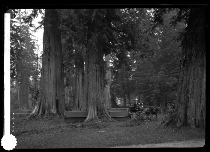 A carriage alongside cedar trees, Stanley Park, Vancouver, British Columbia