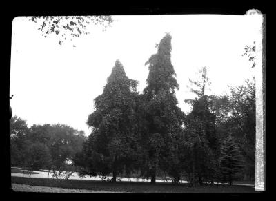 Spruce trees in Washington Park, Albany, N.Y. covered with Virginia Creeper