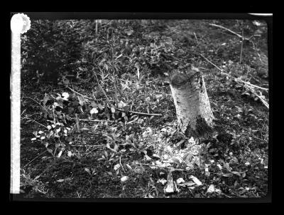 Tree stump on the shore of Little Fish Creek, Township 20, Franklin County