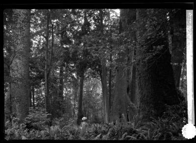 Large trees in Stanley Park, Vancouver, British Columbia