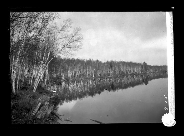 Forest of birches and evergreens bordering Saranac Lake