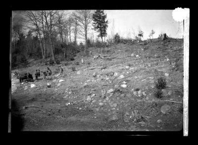 Men at work in a clearing