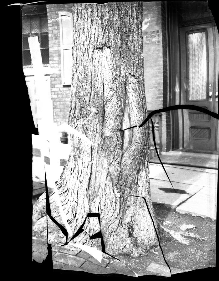 Elm trees injured by horses