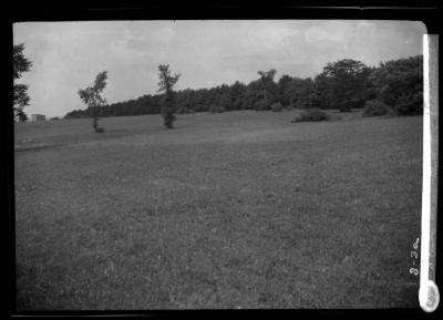 Hedge of White pine on road from Stockbridge to Lennox, Mass.