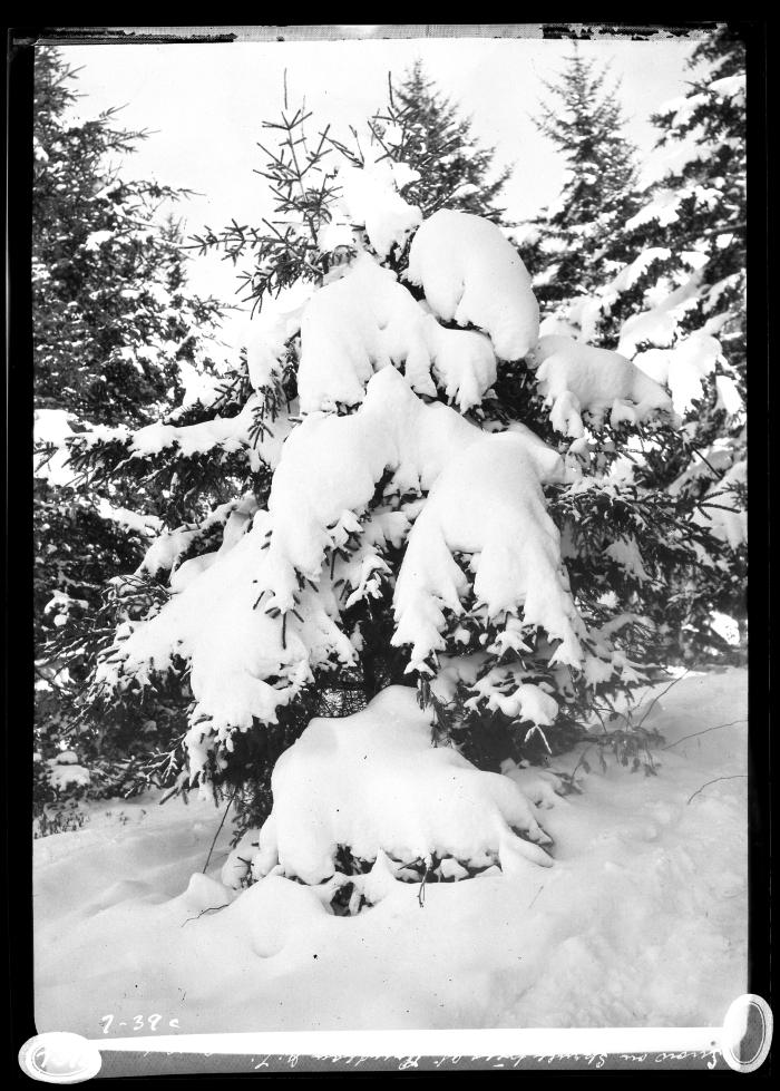 Snow on Spruce trees at Trudeau, N.Y.