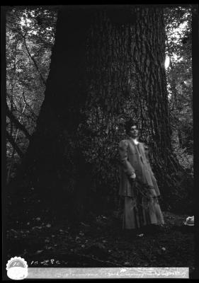 Large tree, Stanley Park, Vancouver, British Columbia