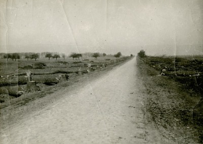 Cut trees along the road from Noyon to Roye, France