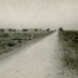 Cut trees along the road from Noyon to Roye, France