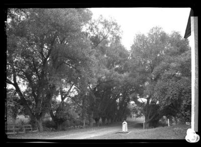 White Willows near state line Mass.