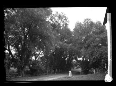 White Willows near state line