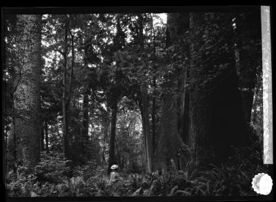 Spruce and fir trees, Stanley Park, Vancouver, British Columbia