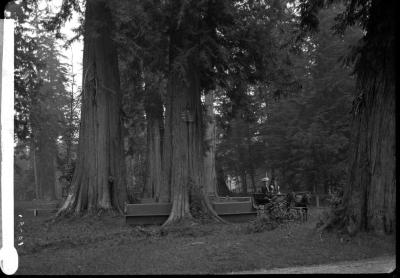 Carriage and cedar trees in Stanley Park, Vancouver, British Columbia