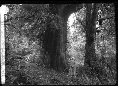 Large cypress tree, Stanley Park, Vancouver, British Columbia