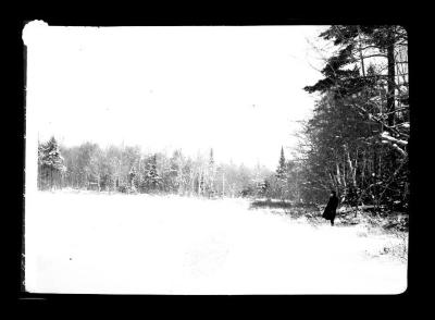 Edge of forest, North end of Wood's Lake, Benson Township