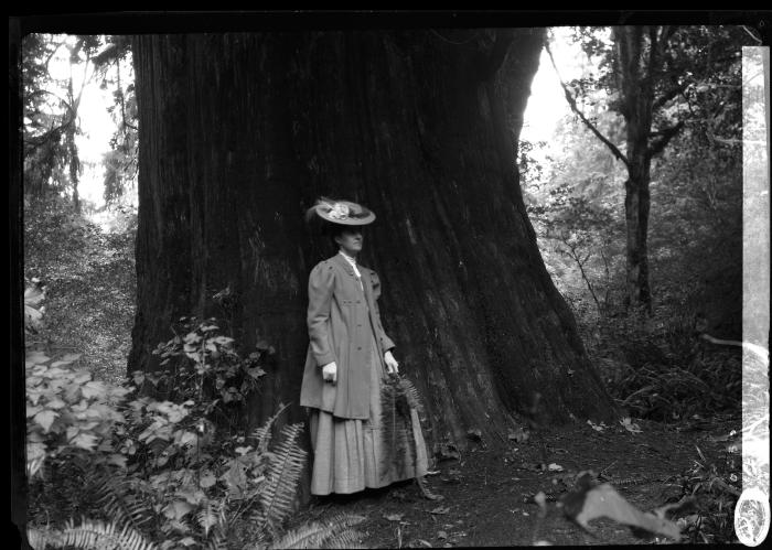 Woman with large cedar tree in Stanley Park, Vancouver, British Columbia