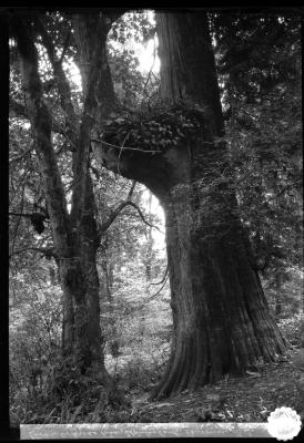 Large tree on an incline, Stanley Park, Vancouver, British Columbia