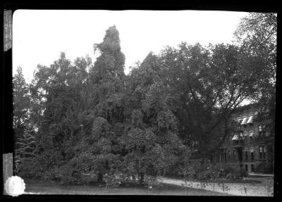 Live Spruce trees in Washington Park, Albany, N.Y. covered with Virginia Creeper