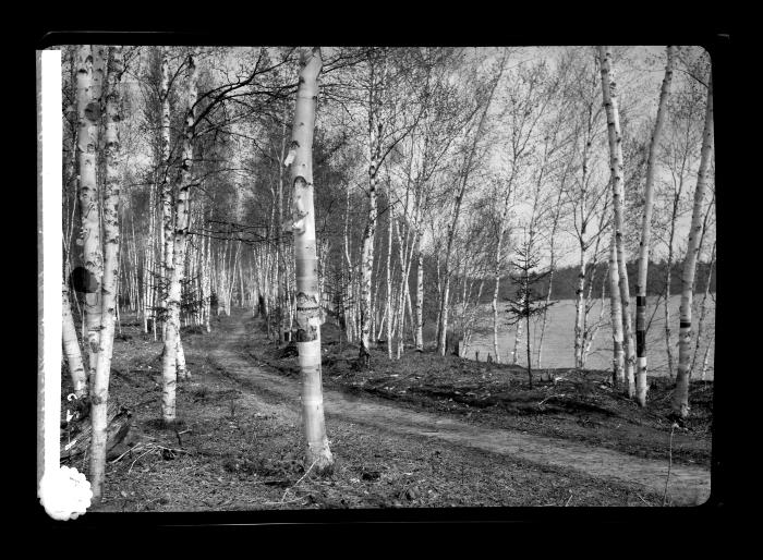 Trees on the shore of Saranac Lake