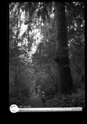 Large spruce, Stanley Park, Vancouver, B.C.