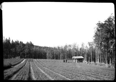 Nursery at Ruhla, Thuringer Wald