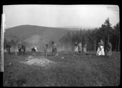 Preparing ground for spring planting of pine