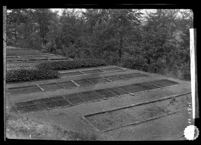 Wire screens to protect seed beds from mice and birds, Tharandt, Germany