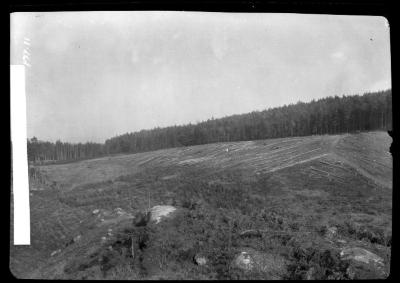 A wood harvest in the Staat forest Lohmen near Dresden