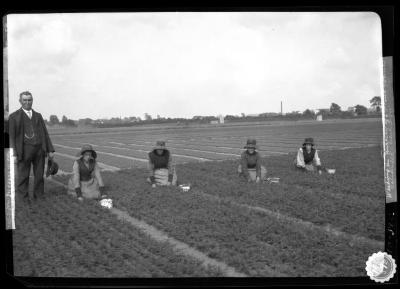 Weeding in nursery of I. Heins Sohne, Halstenbek, Germany