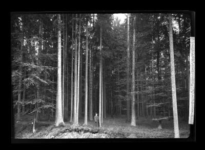 Mixed woods - Pine, spruce, and beech near Eisenach, Thuringer Wald