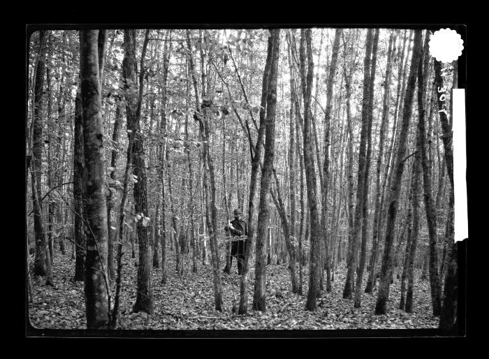 An Oak forest being marked for a thinning
