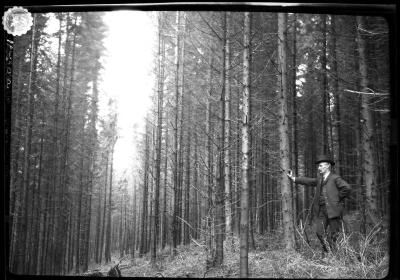 Managed forest in Germany