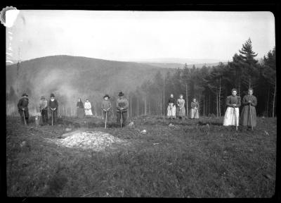 Preparing ground to be planted with Scotch pine