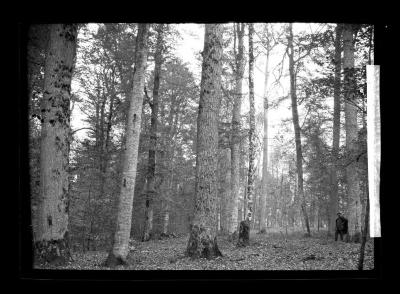 Oak and beech forest in Spessart, Rotenbuch