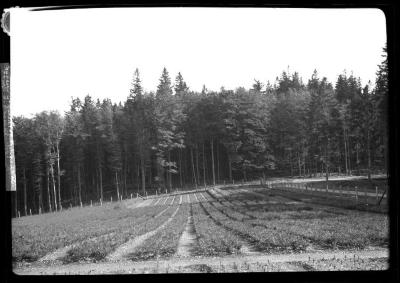 Nursery at Ruhla, Thuringer Wald