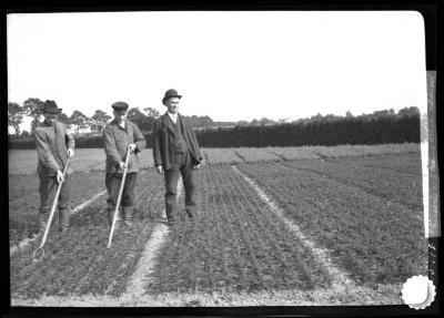 Weeding transplanted beds nursery of I. Heins Sohne, Halstenbek, Germany