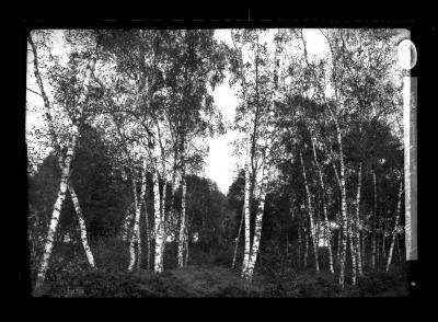 White Birch in the forest of Grabow I. Mecklenburg