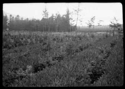 A "Saat kamp" in the Thuringer Wald near Eisenbach