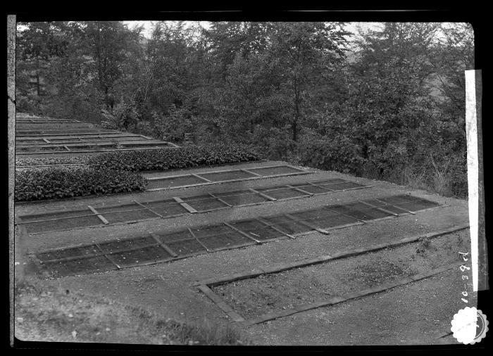 Wire screens to protect seed beds from mice and birds, Tharandt, Germany