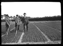Weeding transplanted beds nursery of I. Heins Sohne, Halstenbek, Germany
