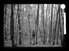 An Oak forest being marked for a thinning