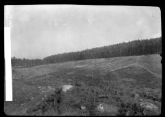A wood harvest in the Staat forest Lohmen near Dresden