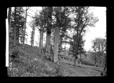 Oak forest thinned for the natural regeneration of Oak