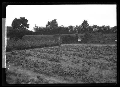 Compost heap, nursery of I. Heins Sohne, Halstenbek, Germany