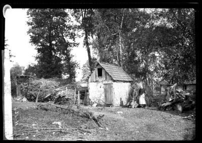 Stumps, limbs, needles and moss in peasants yard