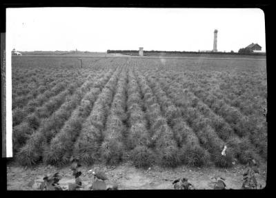 Transplanted pinus strobus at nursery of I. Heins Sohne, Halstenbek, Germany