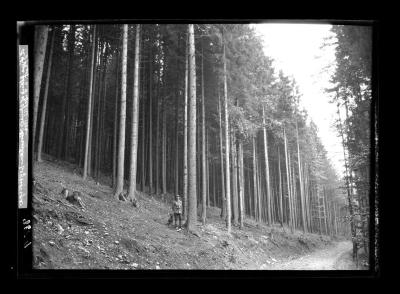 A fine stand of trees,  Erzgebirge