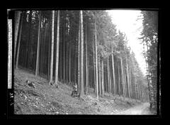 A fine stand of trees,  Erzgebirge