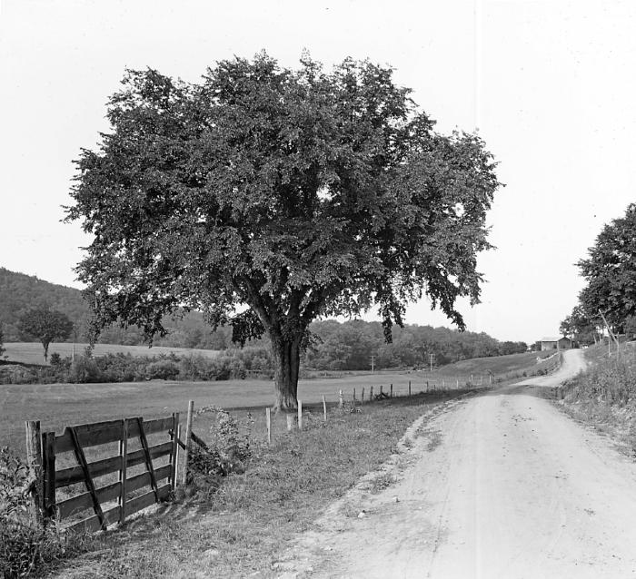 Large, shapely American or White Elm beside a good country road. Columbia County, 1912